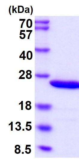 15% SDS-PAGE (3 μg)
